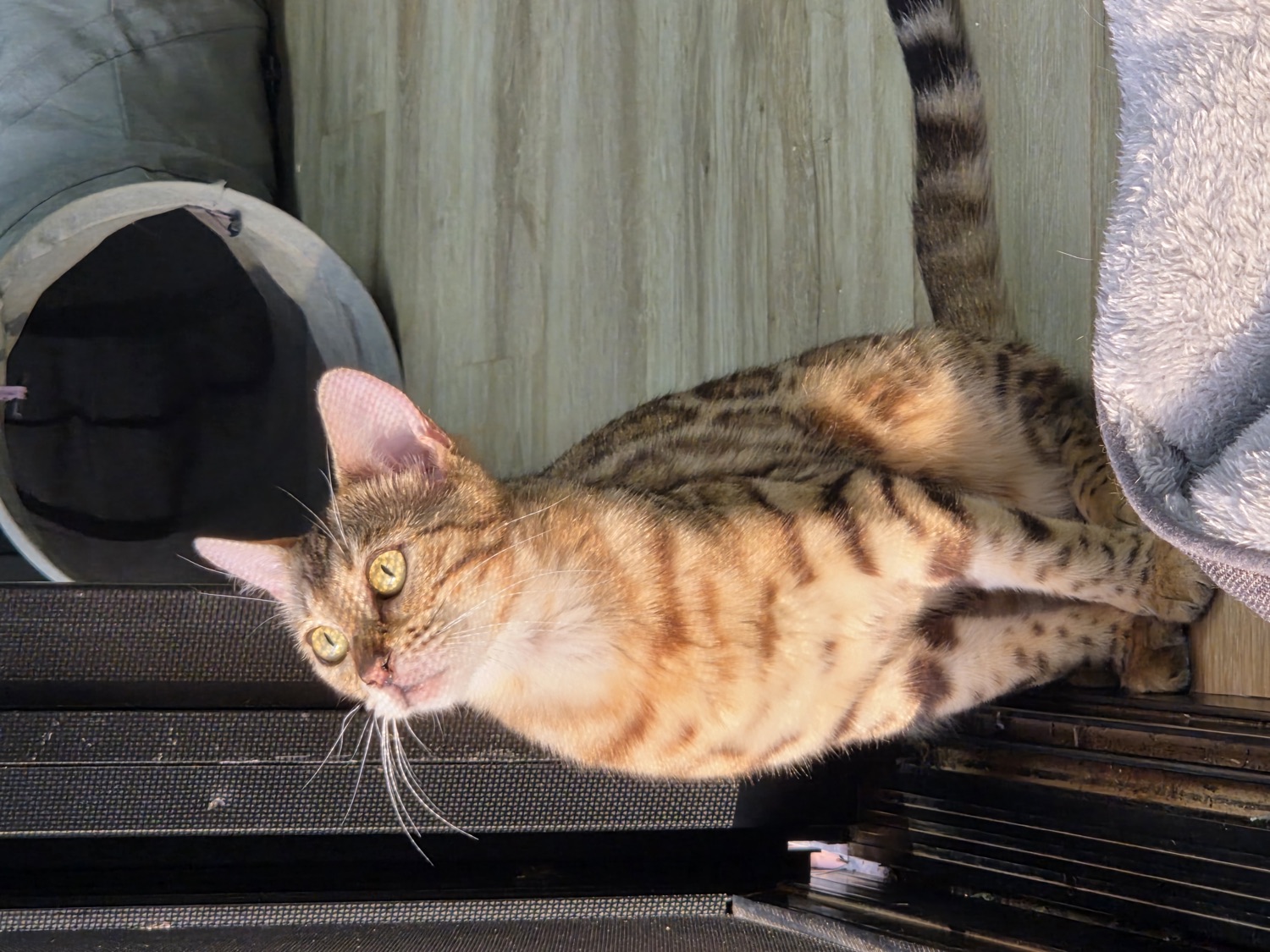 Cherry, brown spotted Bengal queen