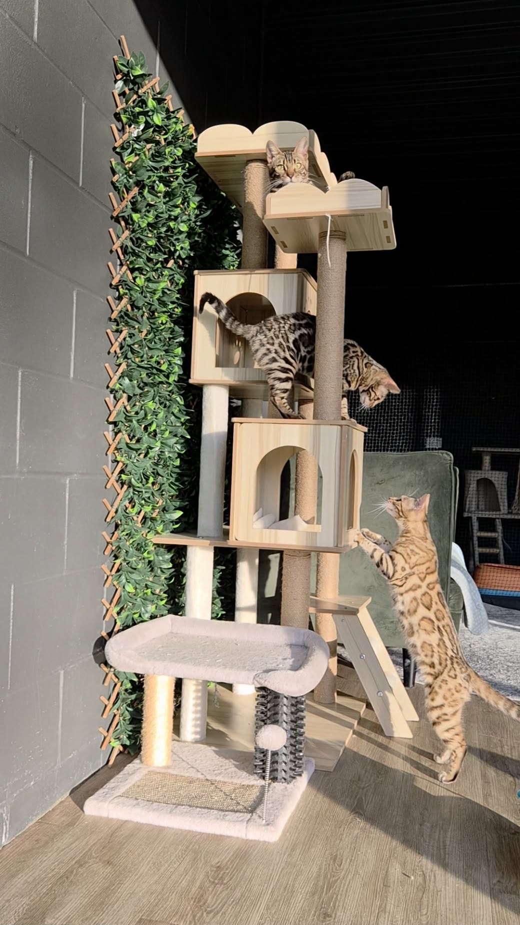 Three Olenna Bengals climbing and playing together on a tall cat tree