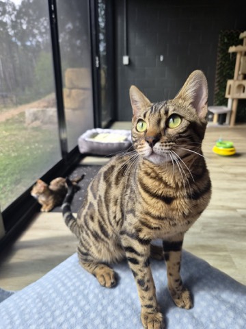 Nala, photo 1 of 7