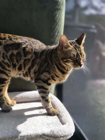 Nala, photo 2 of 7