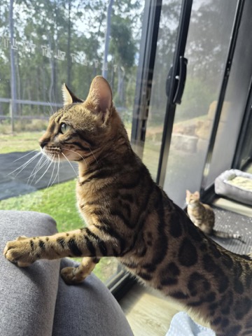 Nala, photo 3 of 7