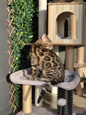Nala, photo 4 of 7