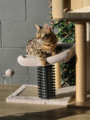 Nala, photo 5 of 7
