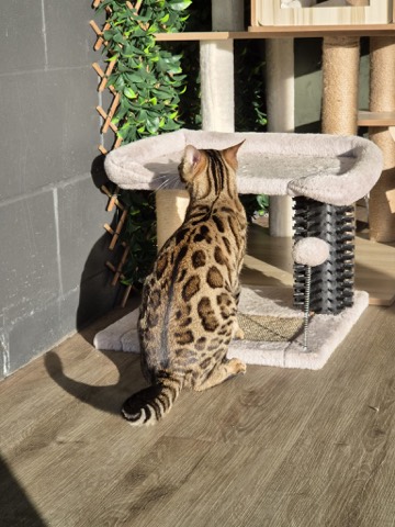 Nala, photo 7 of 7
