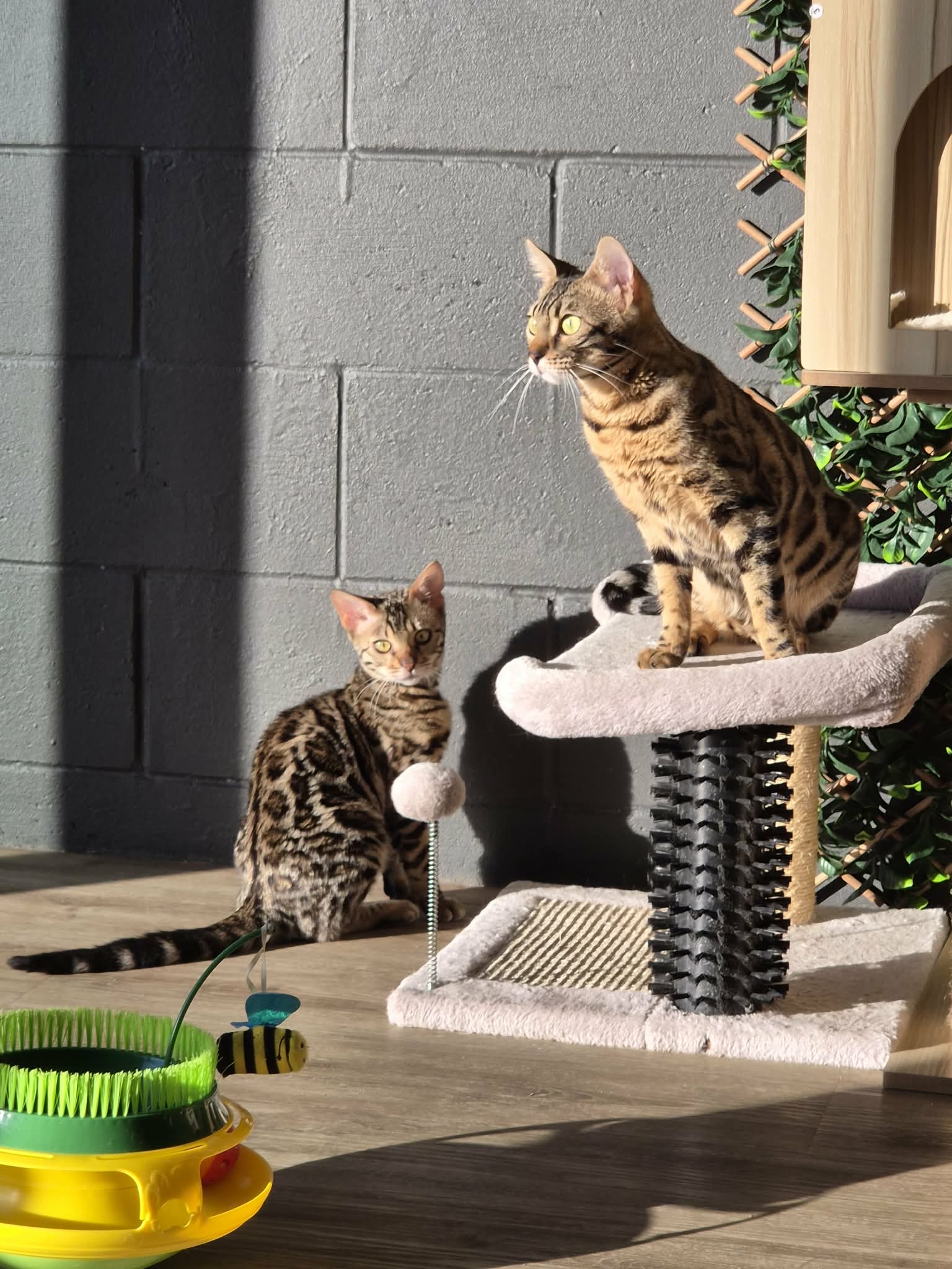 Two Olenna Bengals in the morning sun, one sitting on a cat tree and one on the floor beside it