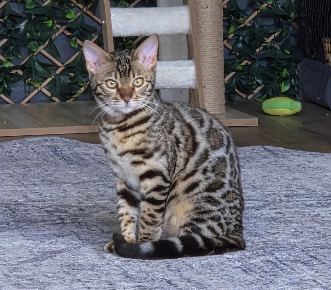 Kaia, brown spotted Bengal queen