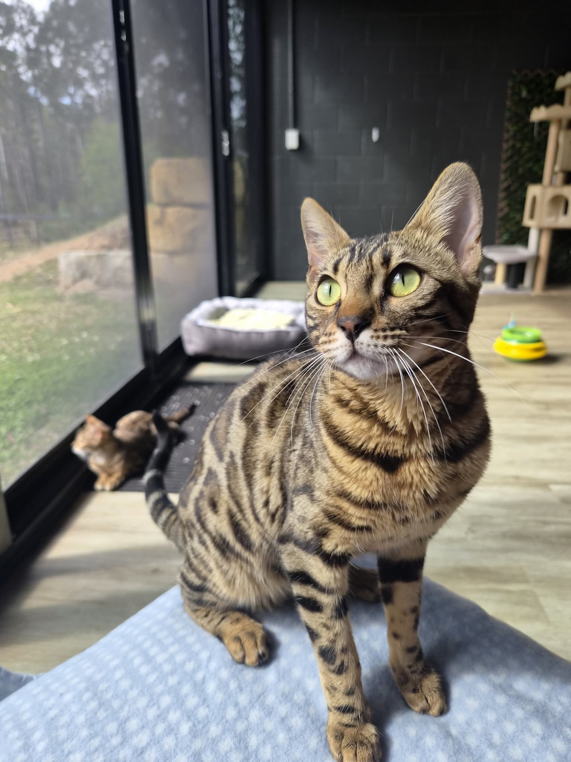 Nala, brown rosetted Bengal queen