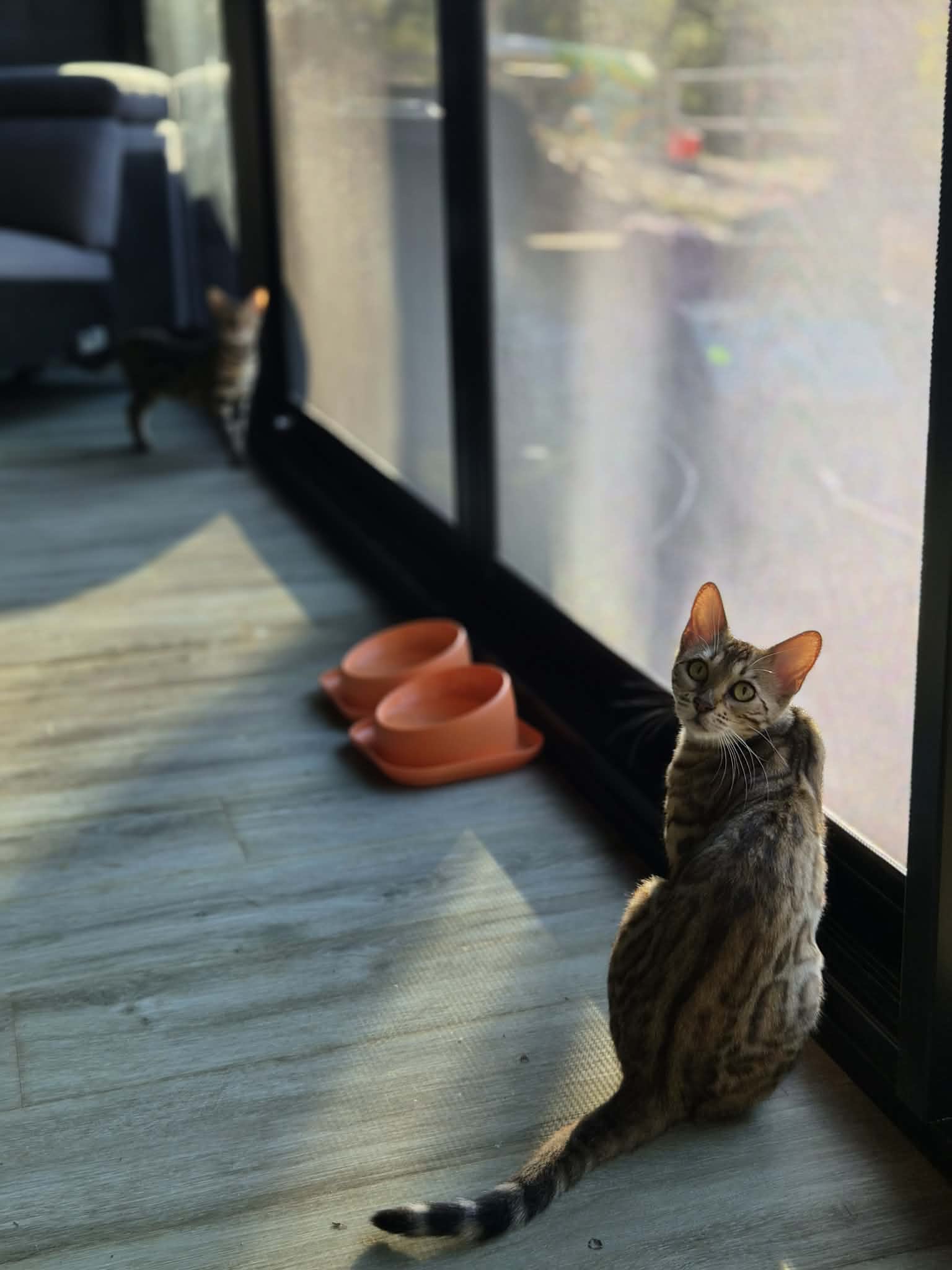 A young Olenna Bengal sitting by a sunlit window, looking back over its shoulder